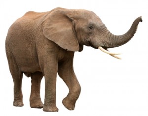 Find Cheap Elephant Insurance Rates